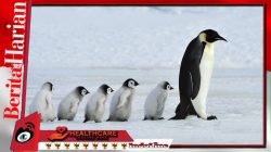 Virus flu burung H5N1 terdeteksi di Antartika untuk pertama kalinya, penguin dan spesies lainnya berada di ambang wabah.