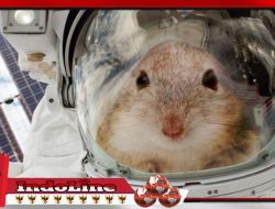 Pembiakan Embrio Tikus di Stasiun Luar Angkasa Internasional: Langkah Revolusioner di Bidang Penelitian Medis