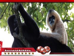 Jaga Kelestarian Owa Hainan Primata Terlangka di Dunia