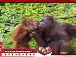 Menelusuri Akar Permasalahan: Ancaman yang Merugikan Populasi Orangutan Sumatera