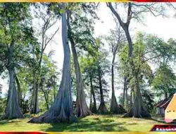 Koranline Pohon Purba Tertua yang Tetap Berdiri Sampai Sekarang Indoline