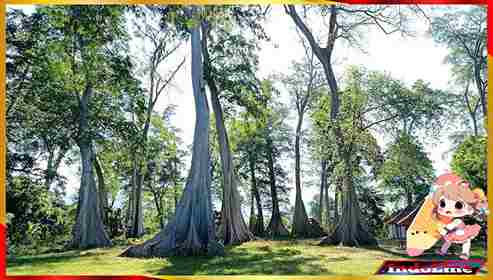 Koranline Pohon Purba Tertua yang Tetap Berdiri Sampai Sekarang Indoline