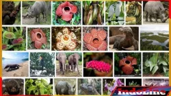 8 Tumbuhan Langka yang Sayangnya Terancam Punah di Indonesia